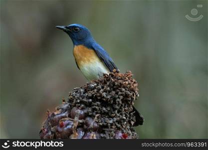 Blue throated blue flycatcher, male, Cyornis rubeculoides, Salim Ali Bird Sanctuary, Thattekad, Kerala, India