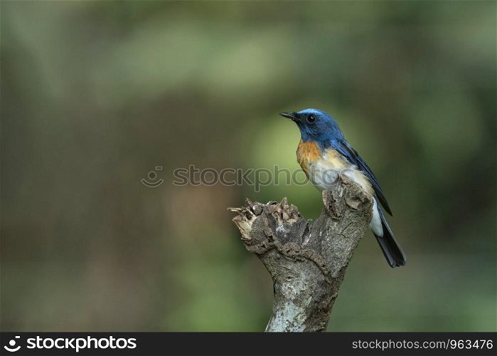 Blue throated blue flycatcher, male, Cyornis rubeculoides, Salim Ali Bird Sanctuary, Thattekad, Kerala, India