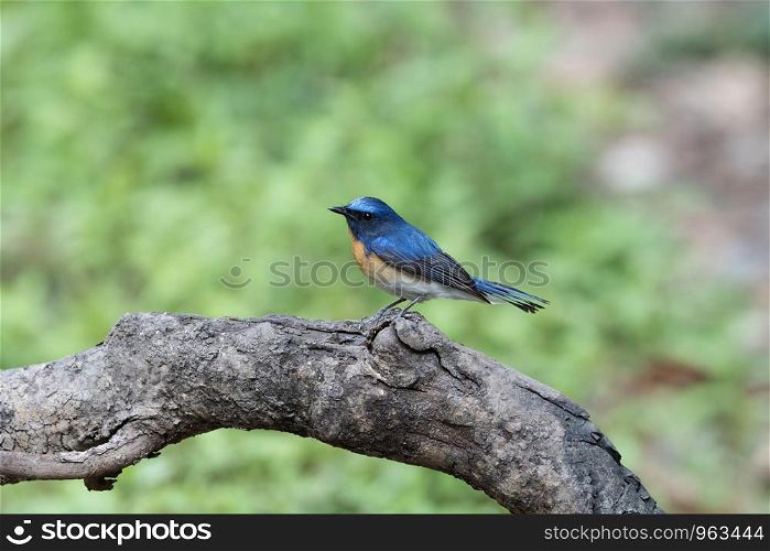 Blue throated blue flycatcher, male, Cyornis rubeculoides, Sattal, Nainital, Uttarakhand, India