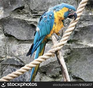 blue throated macaw macaw bird