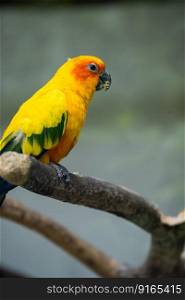 blue throated parrot animal natural