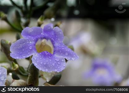 Blue thunbergia grandiflora blooms in spring