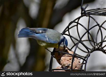 blue tit bird animal songbird tit