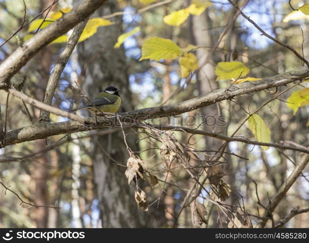 Blue Tit, black and yellow songbird sitting on the nice lichen tree branch.