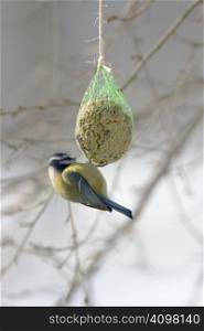 Blue tit eating from a fat ball in winter