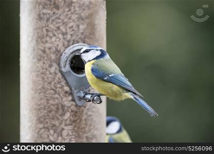 Blue Tit Eurasian Cyanistes Caeruleus bird on garden feeder