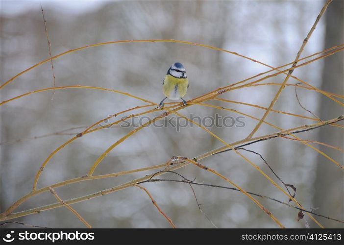 Blue tit holding on to a weeping willow