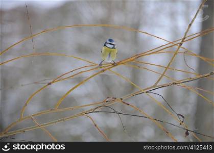 Blue tit holding on to a weeping willow