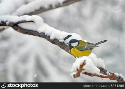 Blue Tit in the snow on a tree brunch