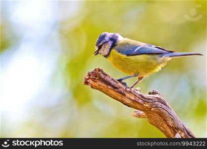 Blue Tit, Parus caeruleus, Forest Pond, Mediterranean Forest, Castile and Leon, Spain, Europe