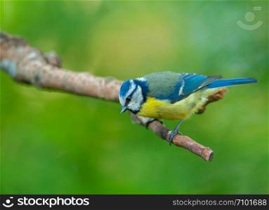 Blue tit (Parus caeruleus) sits on a branch and looks down. Horizon view.Poland in spring.