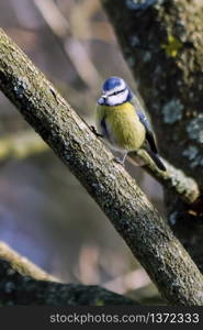 Blue Tit Perching on a Branch