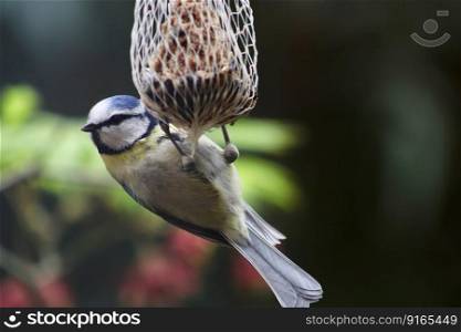 blue tit songbird bird animal