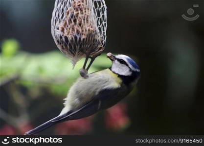 blue tit songbird feeding bird