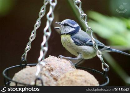 blue tit tit songbird feeding