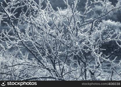 blue toned frosted winter thorn bush backlit by sunlight