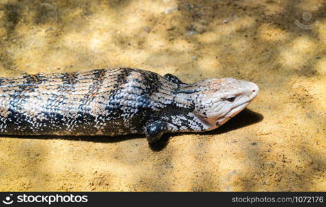 Blue tongued skink lying on the ground / Tiliqua scincoides