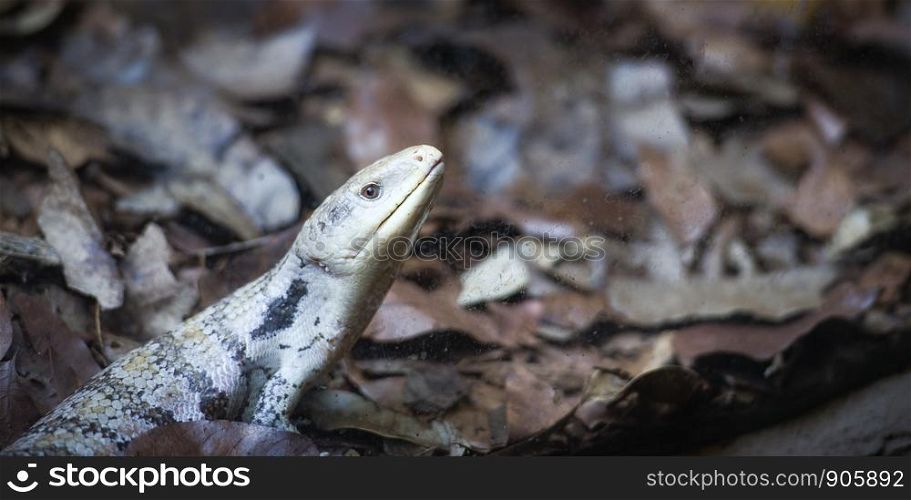 Blue tongued skink lying on the ground / Tiliqua scincoides