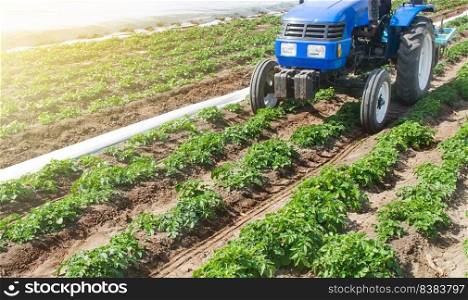 Blue tractor on a field of plantation of potato cultivars of variety type Riviera. Seasonal agricultural works. Growing vegetables and use of small agricultural machinery on private family farms.