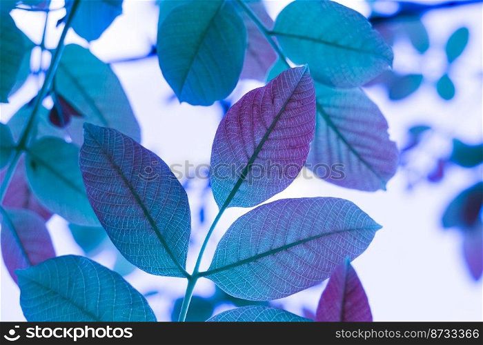 blue tree leaves in autumn season, blue background