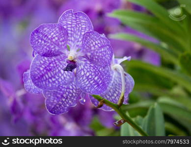 blue vanda orchid flower