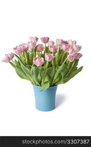 Blue vase with pink tulipes on white background