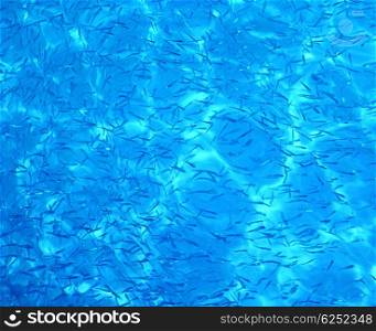 Blue water background with wavy pattern &amp; many little fishes