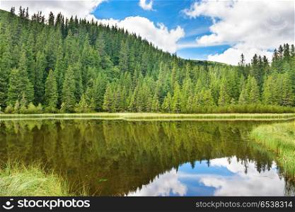 Blue water in a forest lake with pine trees. Blue water in a forest lake