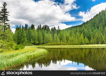 Blue water in a forest lake with pine trees. Blue water in a forest lake