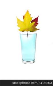 Blue water with vibrant Maple Leaf on top glass on white background