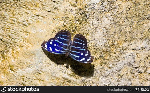 Blue Wave butterfly Myscelia Cyaniris or a rock