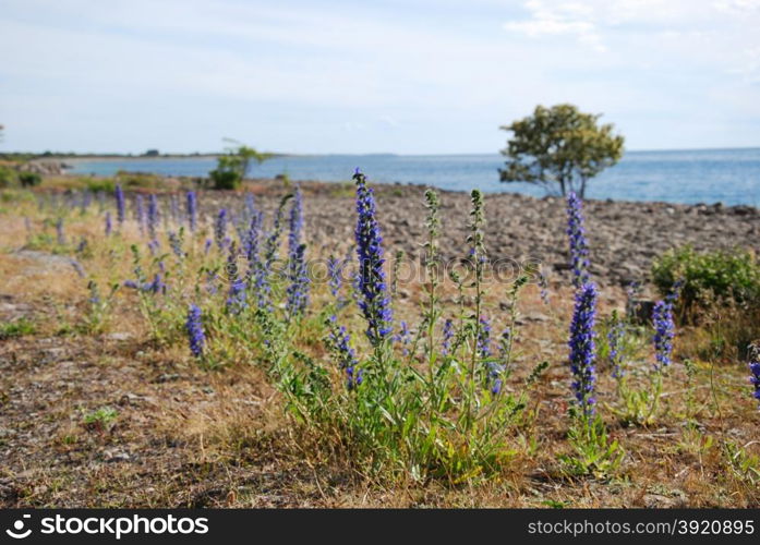 Blue-weed flowers by the coast of Baltic Sea at the swedish island Oland