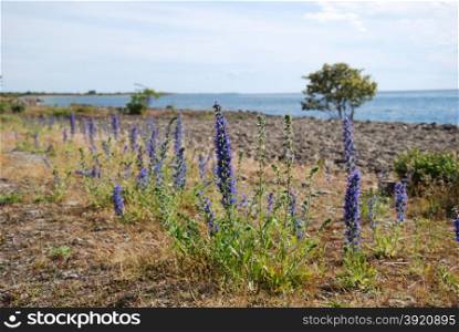 Blue-weed flowers by the coast of Baltic Sea at the swedish island Oland