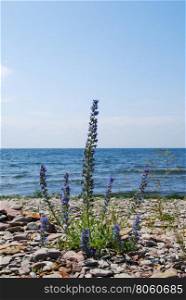 Blue-weed plant by the coast with the horizon over blue water