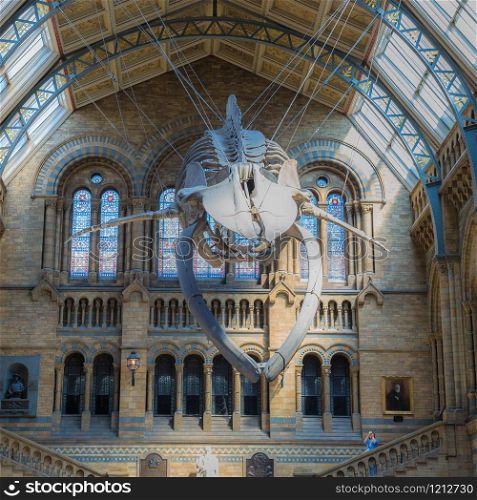 Blue Whale Skeleton hanging From the Ceiling of the Natural History Museum in London.. Blue Whale Skeleton hanging From the Ceiling of the Natural History Museum in London