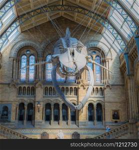 Blue Whale Skeleton hanging From the Ceiling of the Natural History Museum in London.. Blue Whale Skeleton hanging From the Ceiling of the Natural History Museum in London