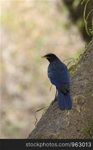 Blue whistling thrush, Myophonus caeruleus, Sattal, Uttarakhand, India.