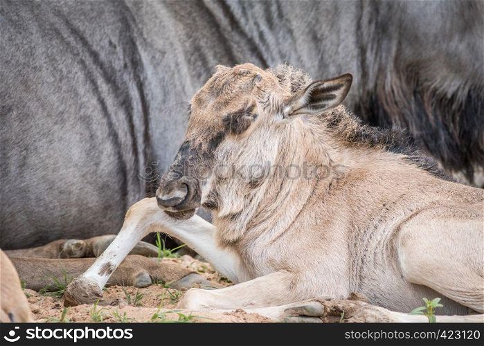Blue wildebeest calf laying down in the Kalagadi Transfrontier Park, South Africa.