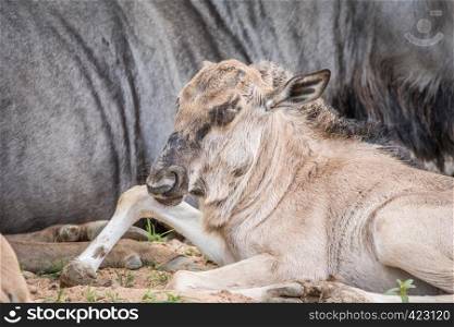 Blue wildebeest calf laying down in the Kalagadi Transfrontier Park, South Africa.