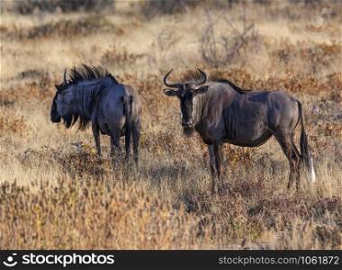 Blue Wildebeest (Connochaetes albojubatus) in Etosha National Park in Namibia, Africa.