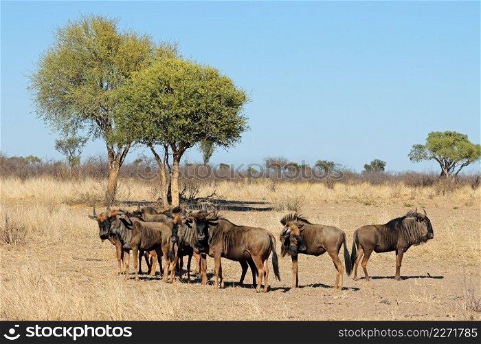 Blue wildebeest  Connochaetes taurinus  herd in natural habitat, South Africa 