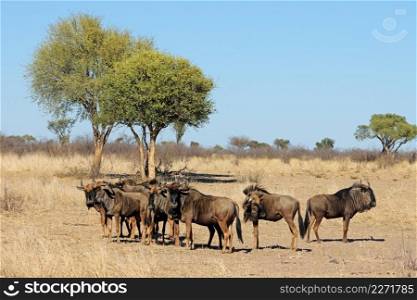 Blue wildebeest  Connochaetes taurinus  herd in natural habitat, South Africa 