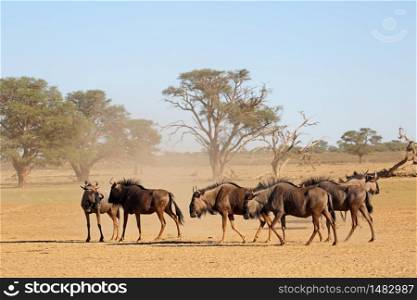 Blue wildebeest (Connochaetes taurinus) in a dusty dry riverbed, Kalahari desert, South Africa