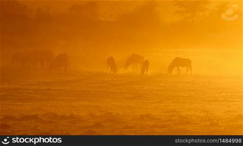 Blue wildebeest (Connochaetes taurinus) in dust at sunrise, Kalahari desert, South Africa