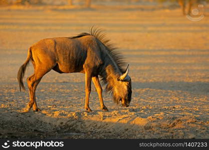 Blue wildebeest (Connochaetes taurinus) in the arid Kalahari desert, South Africa