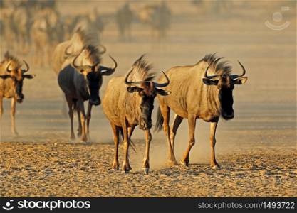 Blue wildebeest (Connochaetes taurinus) walking in a dry riverbed, Kalahari desert, South Africa