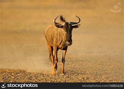 Blue wildebeest (Connochaetes taurinus) walking in dust, Kalahari desert, South Africa