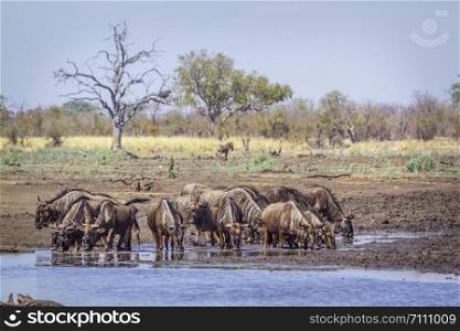 Blue wildebeest in Kruger National park, South Africa ; Specie Connochaetes taurinus family of Bovidae. Blue wildebeest in Kruger National park, South Africa