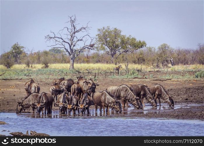 Blue wildebeest in Kruger National park, South Africa ; Specie Connochaetes taurinus family of Bovidae. Blue wildebeest in Kruger National park, South Africa