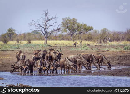 Blue wildebeest in Kruger National park, South Africa ; Specie Connochaetes taurinus family of Bovidae. Blue wildebeest in Kruger National park, South Africa